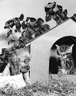 Kennel: Susi - with kitten and kennel