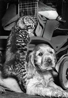 Pushchair: Susi - with kitten and milk bottle