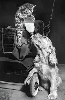 Pushchair: Susi - with kitten and milk bottle
