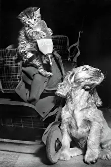 Pushchair: Susi - with kitten and milk bottle