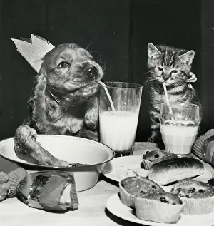 Cracker: Susi - with kitten and party food