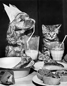 Cakes: Susi - with kitten and party food