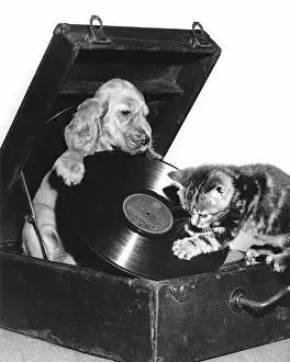 Precision: Susi - with kitten, putting on a record