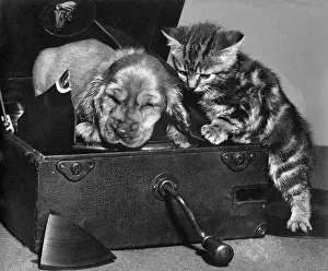 Asleep: Susi - with kitten on record player
