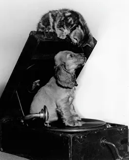 Turntable: Susi - with kitten and record player