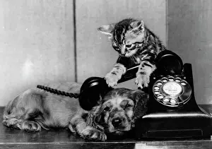 Dial: Susi - with kitten and telephone