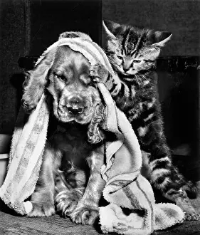 Rubbing: Susi - with kitten and towel