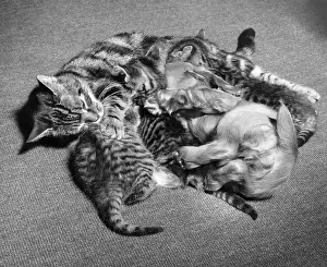 Curled: Susi - with kittens and mother cat