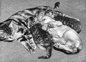 Curled: Susi - with two kittens and mother cat