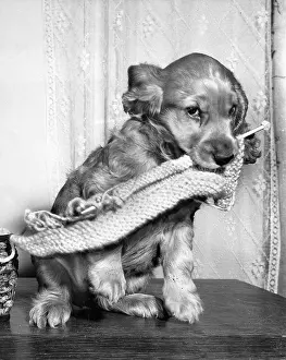 Needle: Susi - with knitting