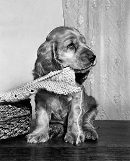 Needle: Susi - with knitting on a needle