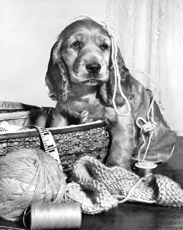 Thread: Susi - with knitting and wool