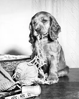Thread: Susi - with knitting and wool