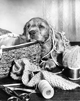 Thread: Susi - with knitting and wool