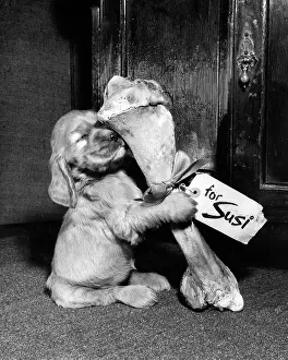 Suzy: Susi - with large bone