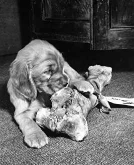 Suzy: Susi - with large bone
