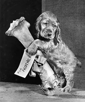 Spaniels: Susi - with large bone, For Mother