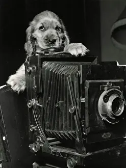 Concertina: Susi - with large camera