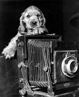 Concertina: Susi - with large camera