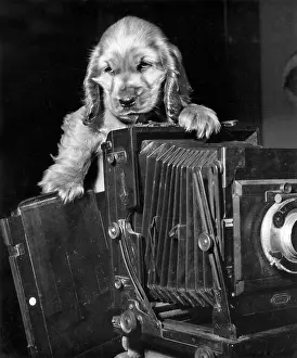 Concertina: Susi - with large camera