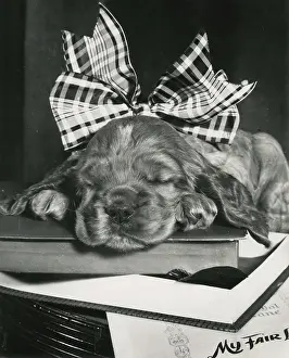 Asleep: Susi - in a large ribbon