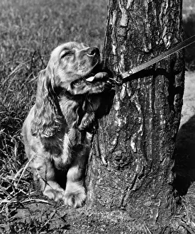 Pull: Susi - on lead, by tree trunk