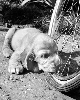 Tyre: Susi - leaning her chin on a bicycle wheel