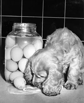 Tiled: Susi - licking up the contents of a broken egg