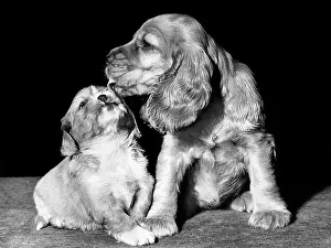 Smaller: Susi - licking a spaniel puppy