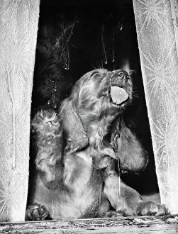 Curtains: Susi - licking a window