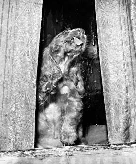Curtains: Susi - licking a window