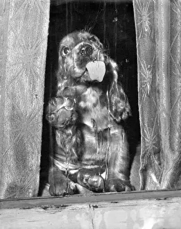 Curtains: Susi - licking a window