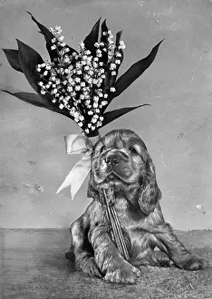 Bunch: Susi - with lily of the valley