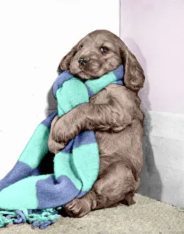 Cosy: Susi - in a long scarf