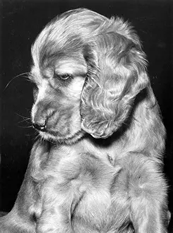 Spaniels: Susi - looking down