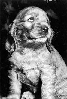 Spaniels: Susi - looking up