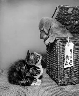 Wickerwork: Susi - looking out of a basket at a kitten