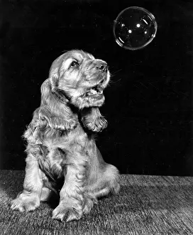 Bubble: Susi - looking at a bubble