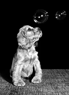 Bubble: Susi - looking at bubbles