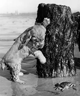 Shellfish: Susi - looking at a crab on the beach