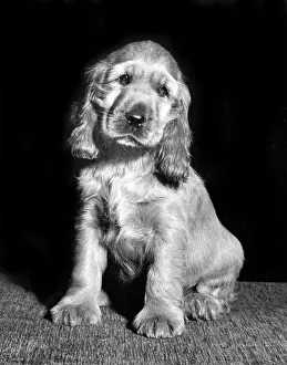 Spaniels: Susi - looking cute