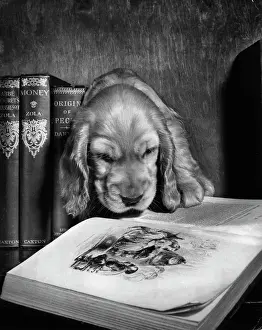 Shelf: Susi - looking at an illustration in a book