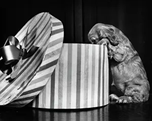 Hatbox: Susi - looking inside hatbox
