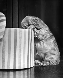 Hatbox: Susi - looking inside hatbox
