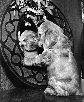 Spaniels: Susi - looking in the mirror