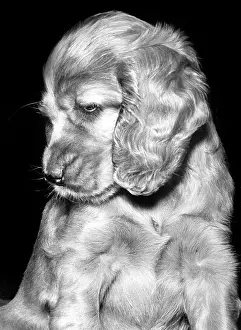 Sleepy: Susi - looking sleepy