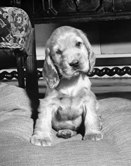 Tiny: Susi - looking small and cute