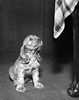 Curiosity: Susi - looking up at the tablecloth