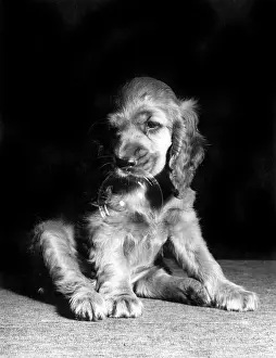 Spaniels: Susi - looking tired