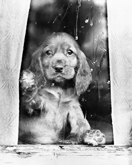 Curtains: Susi - looking through a window
